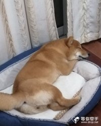 帅哥：dnw332335 的征婚头像照片