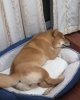 帅哥相亲：uid:332335