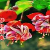 帅哥：阿理自由自在的飞翔鸟 的征婚头像照片